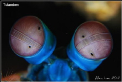 Mantis Shrimp's eyes.Nikon D80,105mmVR. by Allen Lee 